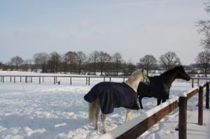 im Schnee.JPG