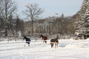 Winterweide im Februar 2010.JPG